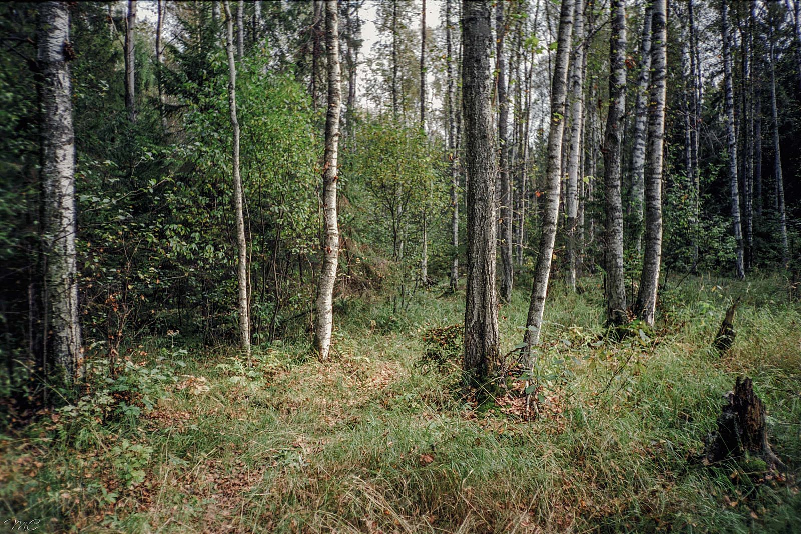 Осенний лес - Подмосковье