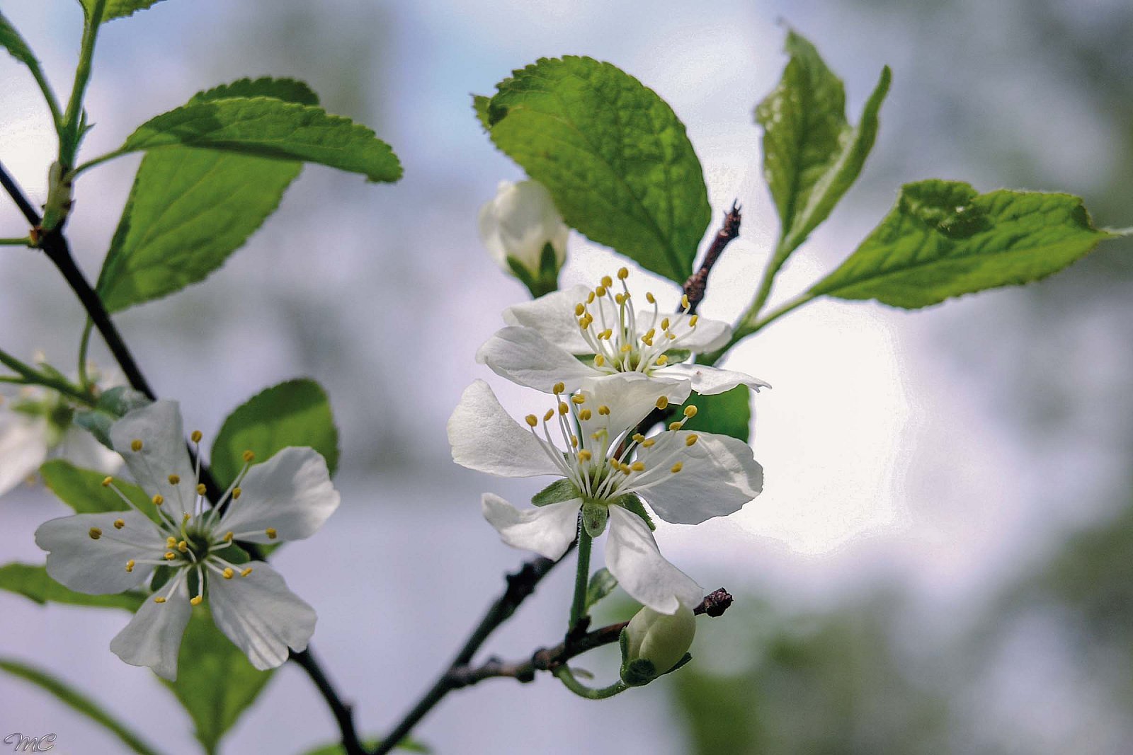 Яблоневый цветок - Подмосковье