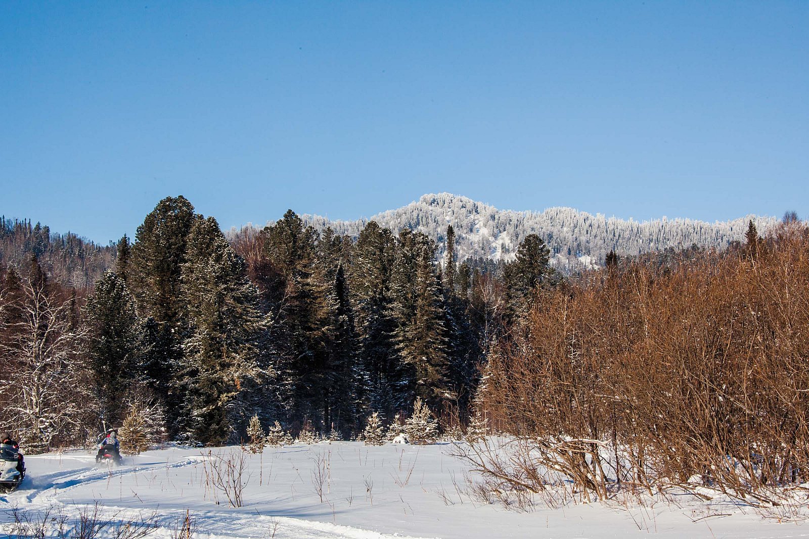 Зимняя тайга - Алтай (зима)