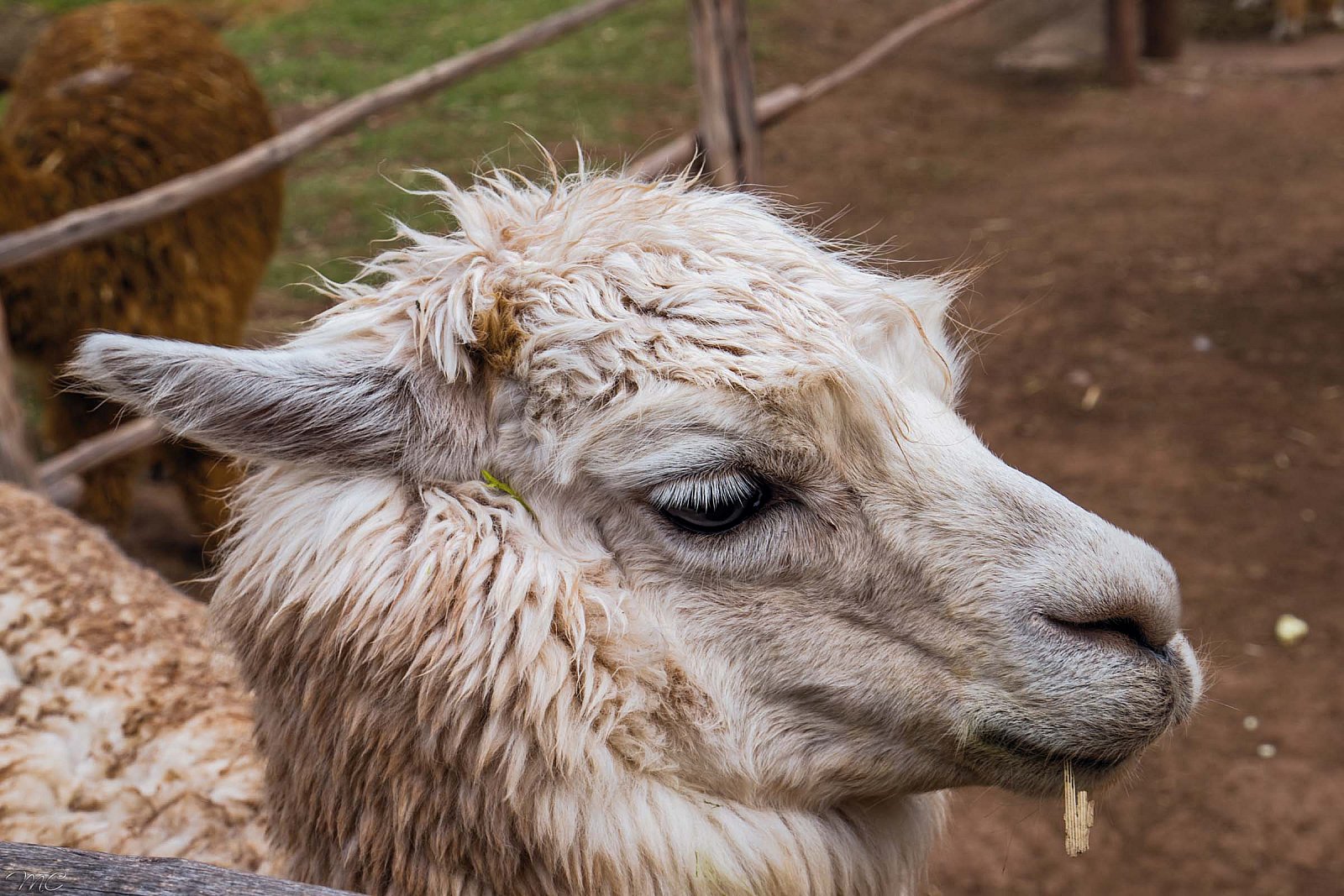 На ферме лам и альпак - Перу и Чили