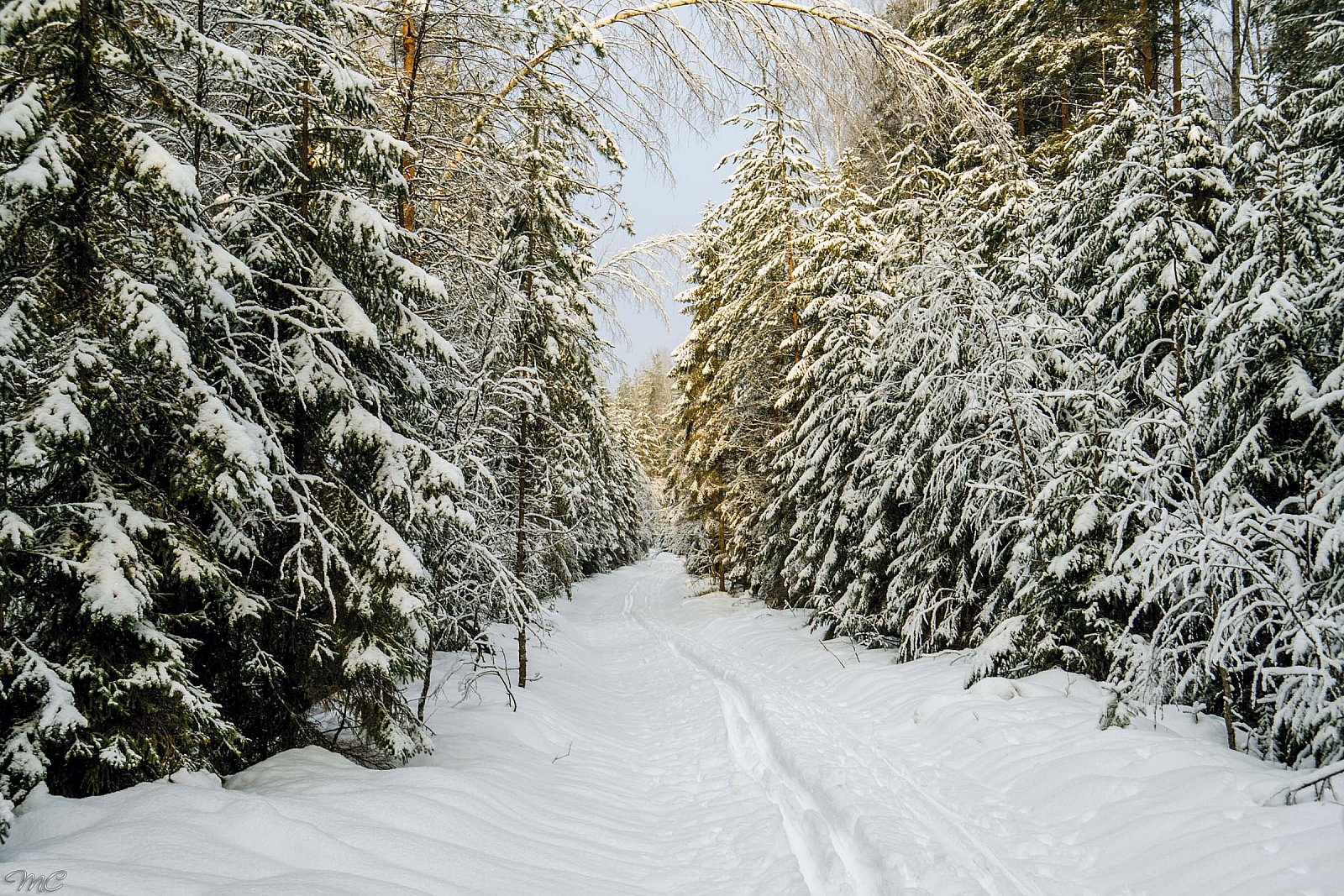 Зимний лес - Лодейнопольский район