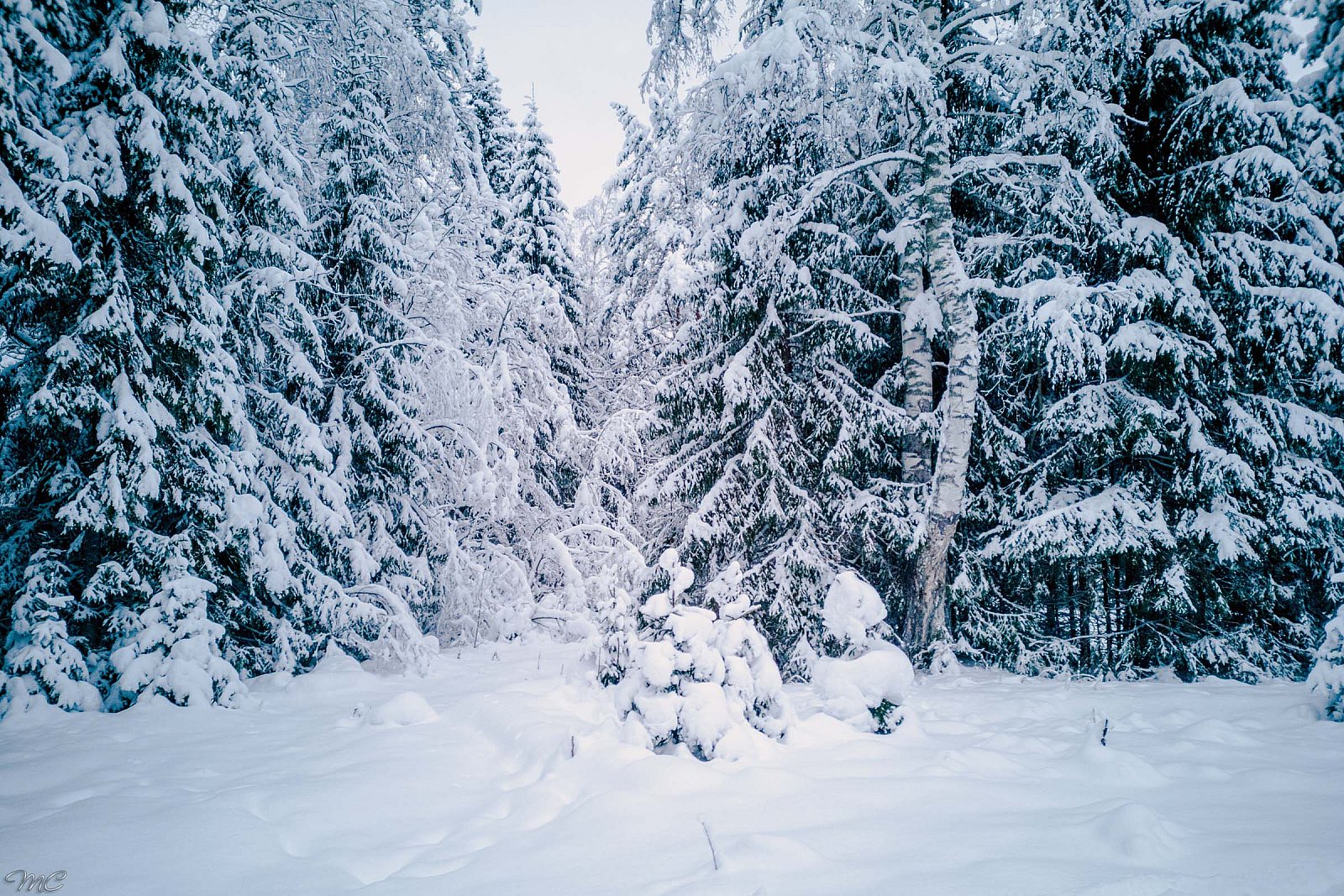Зимний лес - Свирское