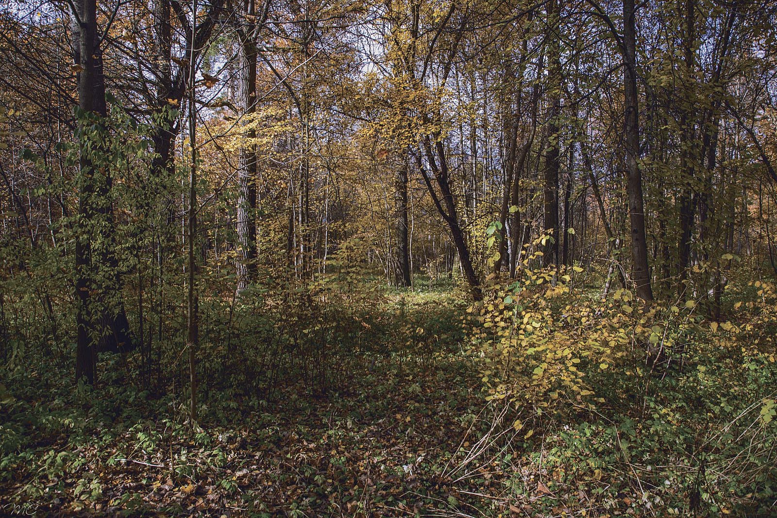 Осенний лес - Козельский район (Калужская область)